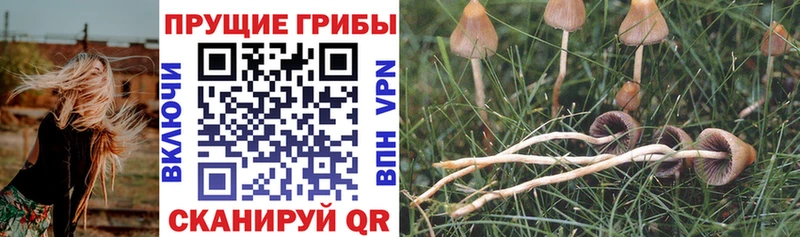 OMG ссылки Сортавала площадка Telegram Галлюциногенные грибы Psilocybe